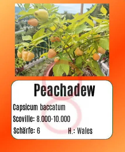 Peachadew DER TOMATENFLÜSTERER
