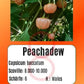 Peachadew DER TOMATENFLÜSTERER