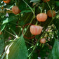 Peachadew DER TOMATENFLÜSTERER