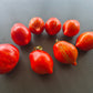 Pera Tijola Almeira DER TOMATENFLÜSTERER