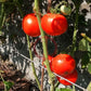 Peron Sprayless DER TOMATENFLÜSTERER