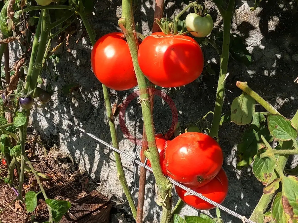 Peron Sprayless DER TOMATENFLÜSTERER