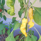 Peter Pepper Yellow DER TOMATENFLÜSTERER