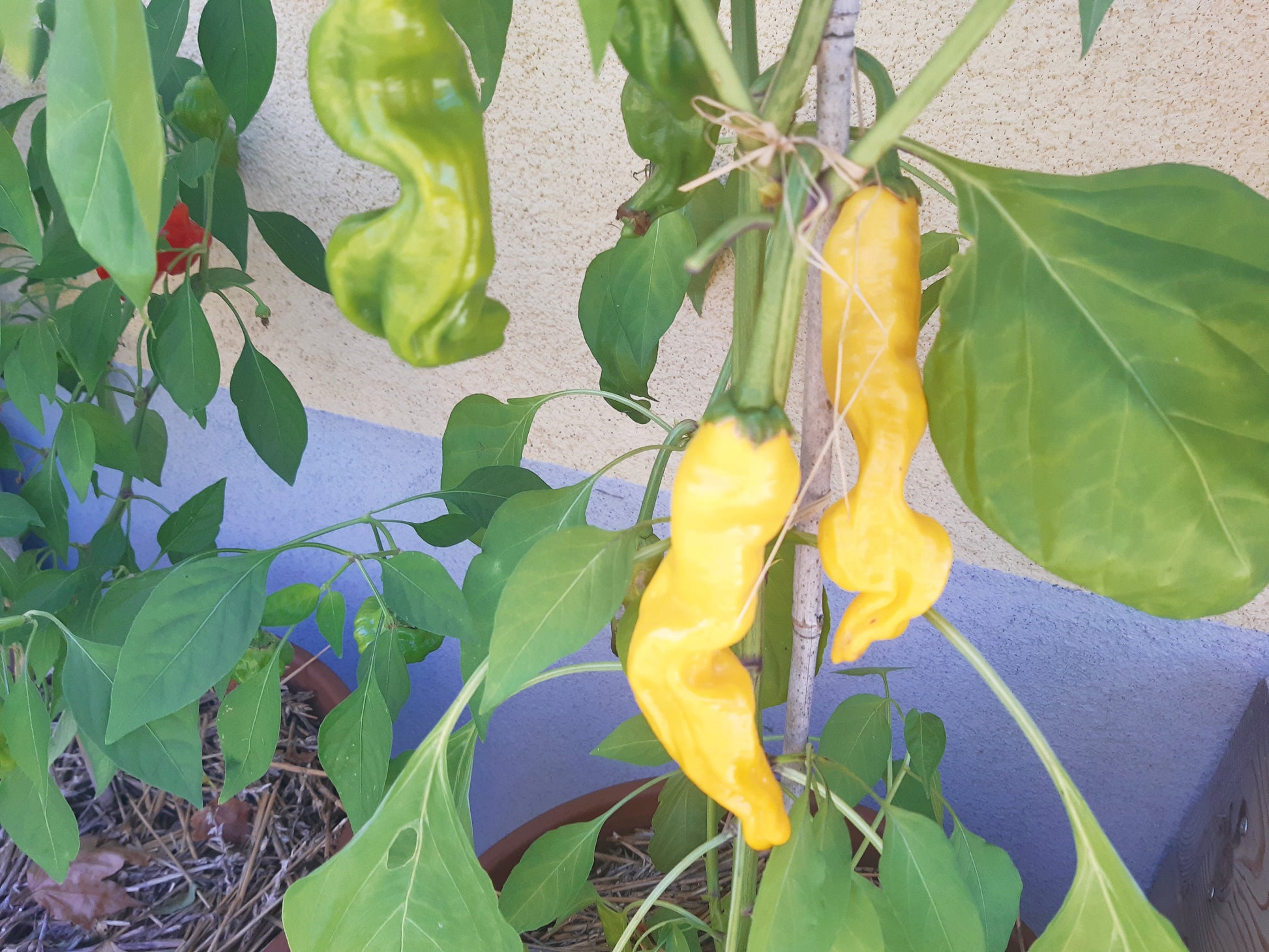 Peter Pepper Yellow DER TOMATENFLÜSTERER
