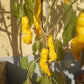 Peter Pepper Yellow DER TOMATENFLÜSTERER