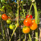 Petit Ananas DER TOMATENFLÜSTERER