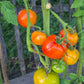 Petit Ananas DER TOMATENFLÜSTERER
