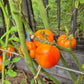 Petite Ananas DER TOMATENFLÜSTERER