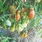 Phils tricolore DER TOMATENFLÜSTERER