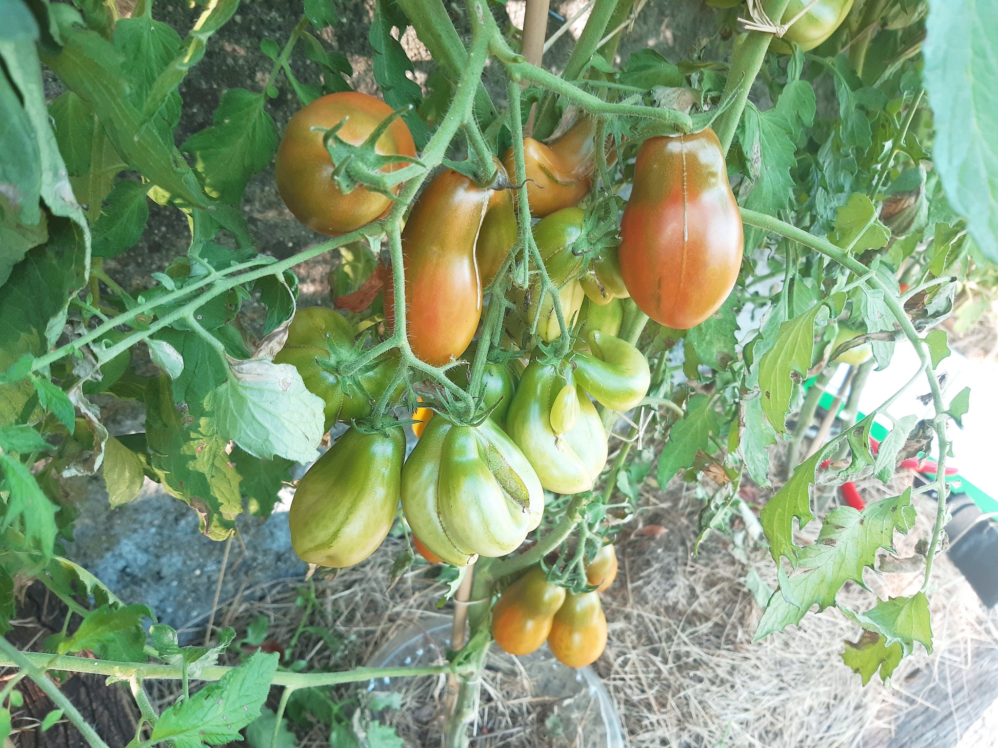 Phils tricolore DER TOMATENFLÜSTERER