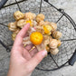 Physalis "Schönbrunner Gold" DER TOMATENFLÜSTERER