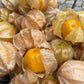 Physalis "Schönbrunner Gold" DER TOMATENFLÜSTERER