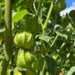 Physalis "Schönbrunner Gold" DER TOMATENFLÜSTERER