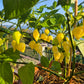 Piaozinho ´White´ DER TOMATENFLÜSTERER