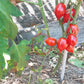 Piennolo del Vesuvio rosso DER TOMATENFLÜSTERER