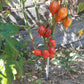 Piennolo del Vesuvio rosso DER TOMATENFLÜSTERER