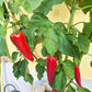 Piment d´Espelette DER TOMATENFLÜSTERER
