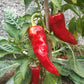 Piment de Bresse DER TOMATENFLÜSTERER