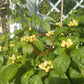 Pimenta Caixo DER TOMATENFLÜSTERER