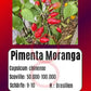 Pimenta Moranga DER TOMATENFLÜSTERER