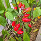 Pimenta Moranga DER TOMATENFLÜSTERER