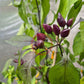 Pimenta Moranga DER TOMATENFLÜSTERER