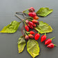 Pimenta Moranga DER TOMATENFLÜSTERER