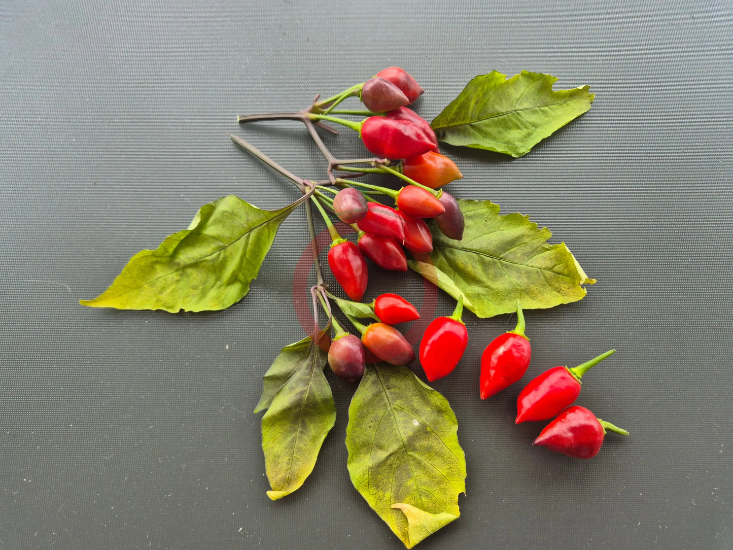 Pimenta Moranga DER TOMATENFLÜSTERER