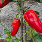 Pimento de Arnoia DER TOMATENFLÜSTERER