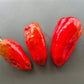 Pimento de Arnoia DER TOMATENFLÜSTERER