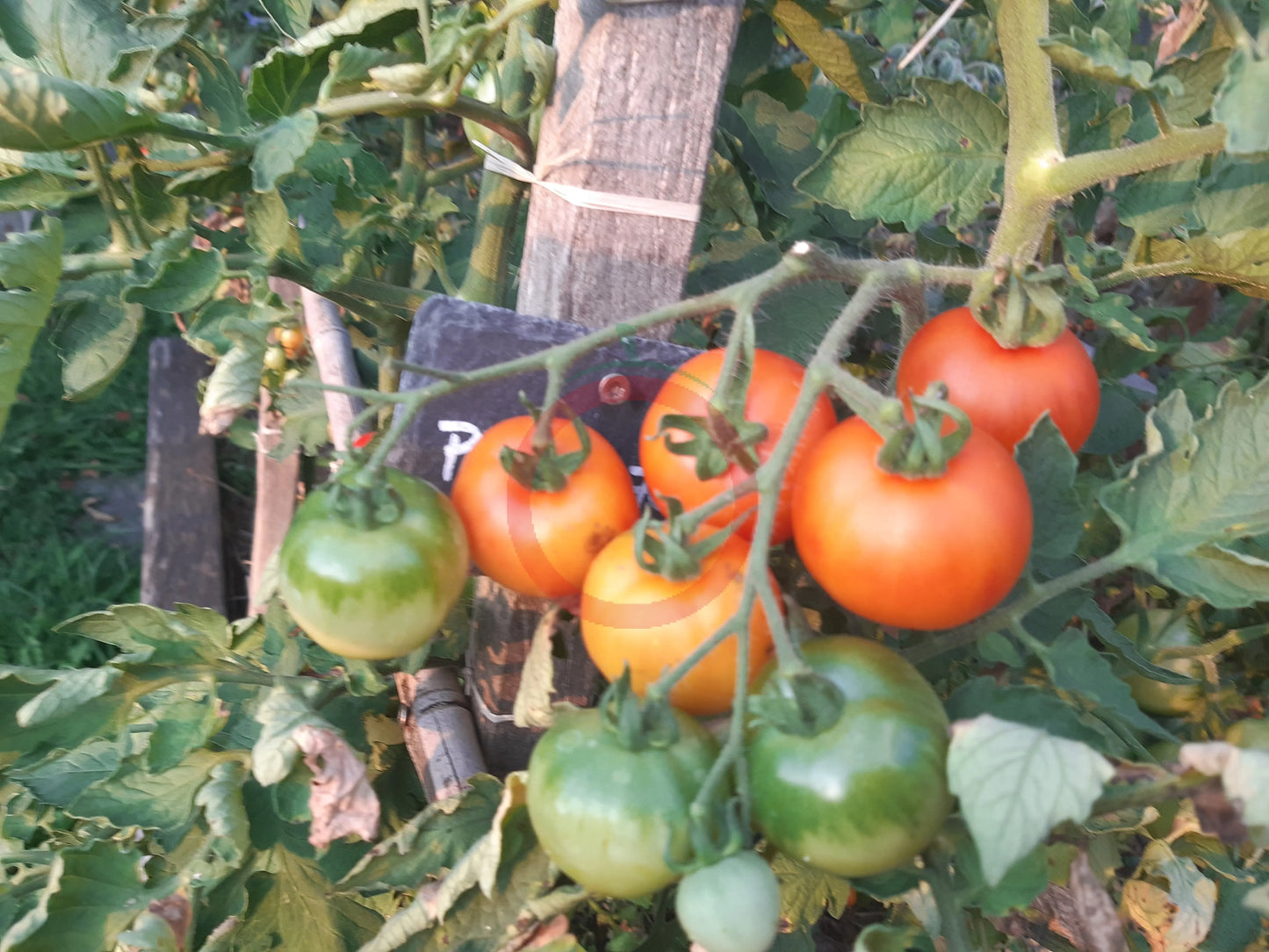 Pineapple Fog DER TOMATENFLÜSTERER