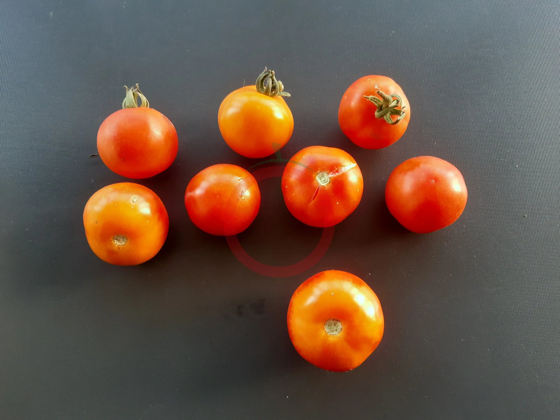 Pineapple Fog DER TOMATENFLÜSTERER