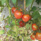 Pink Flamingo DER TOMATENFLÜSTERER