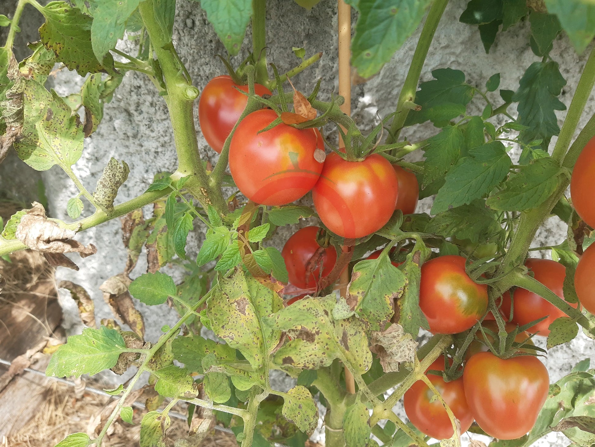 Pink Flamingo DER TOMATENFLÜSTERER