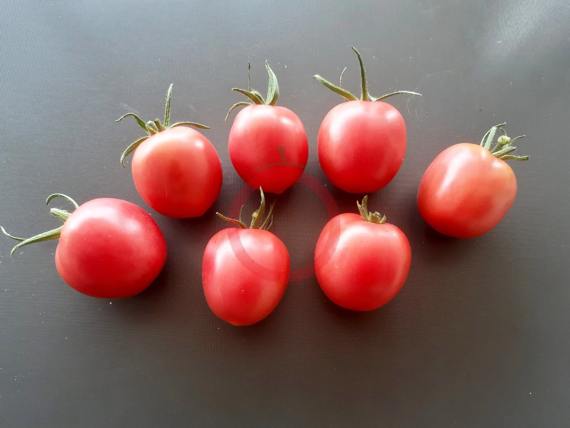 Pink Flamingo DER TOMATENFLÜSTERER