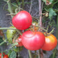 Pink Hippo DER TOMATENFLÜSTERER