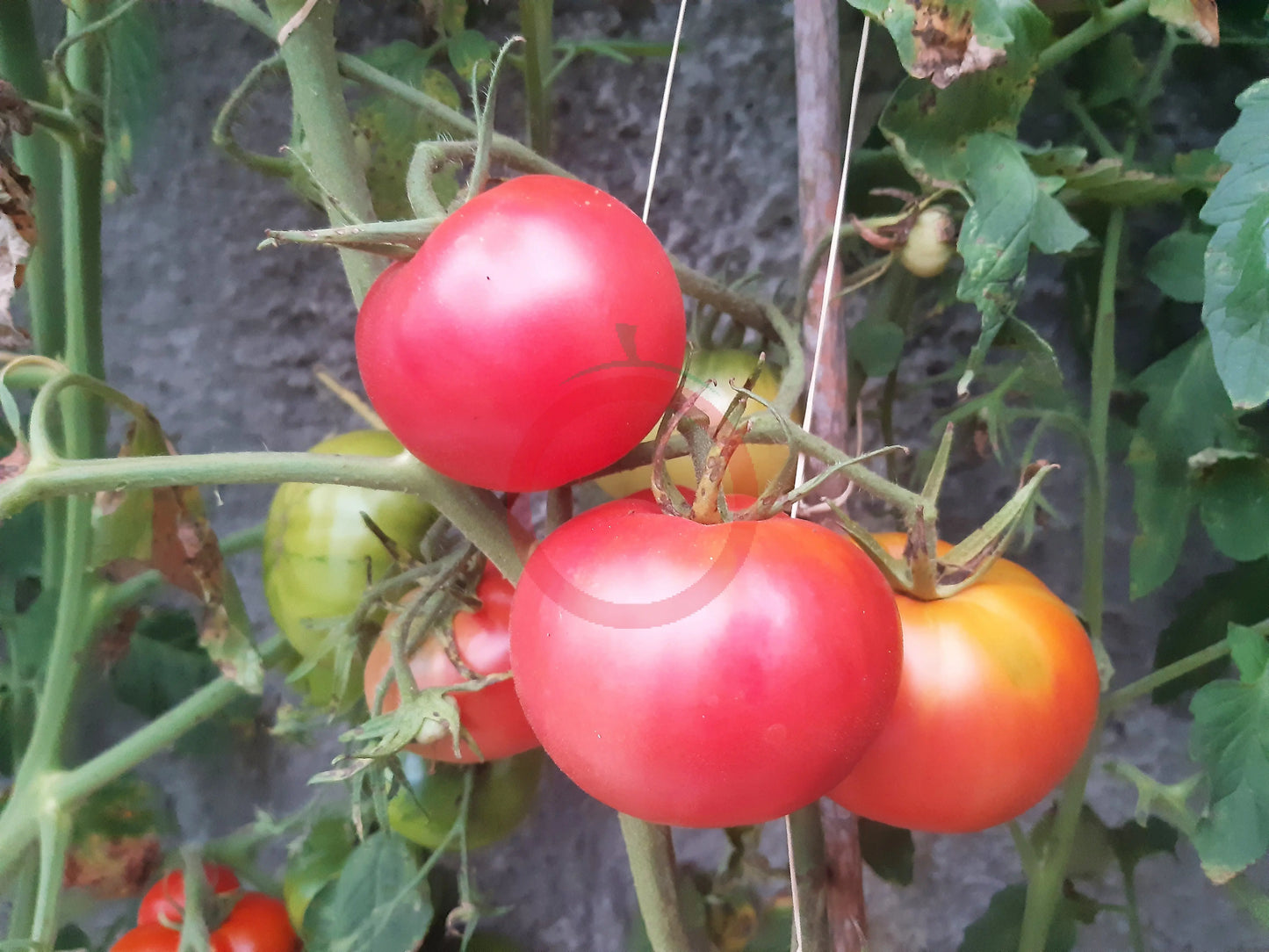 Pink Hippo DER TOMATENFLÜSTERER