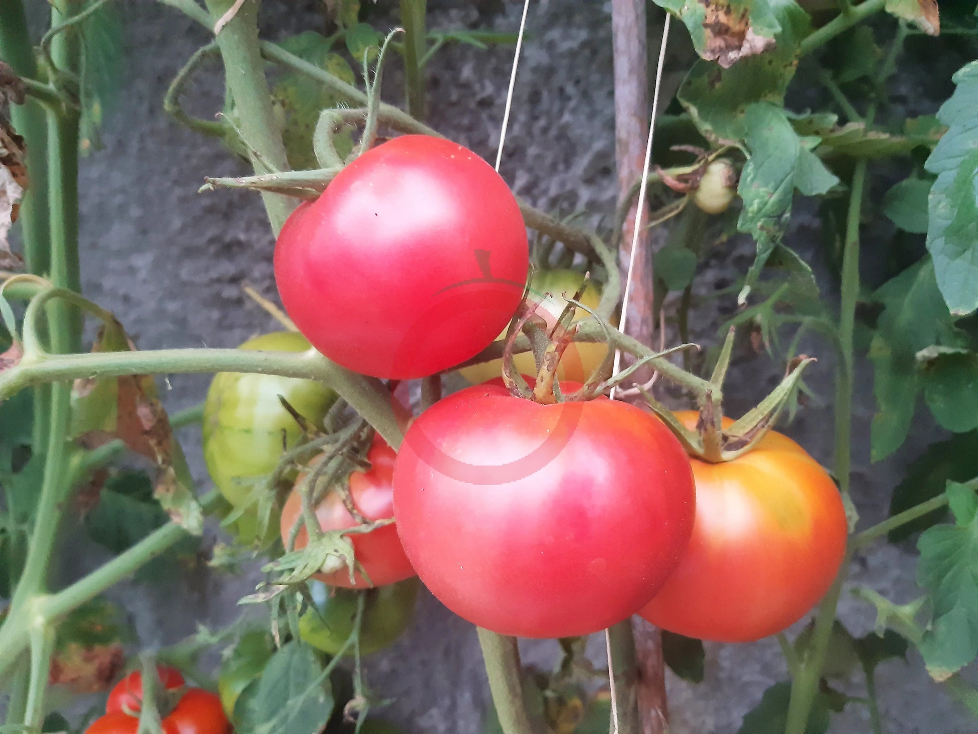 Pink Hippo DER TOMATENFLÜSTERER
