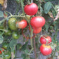 Pink Hippo DER TOMATENFLÜSTERER