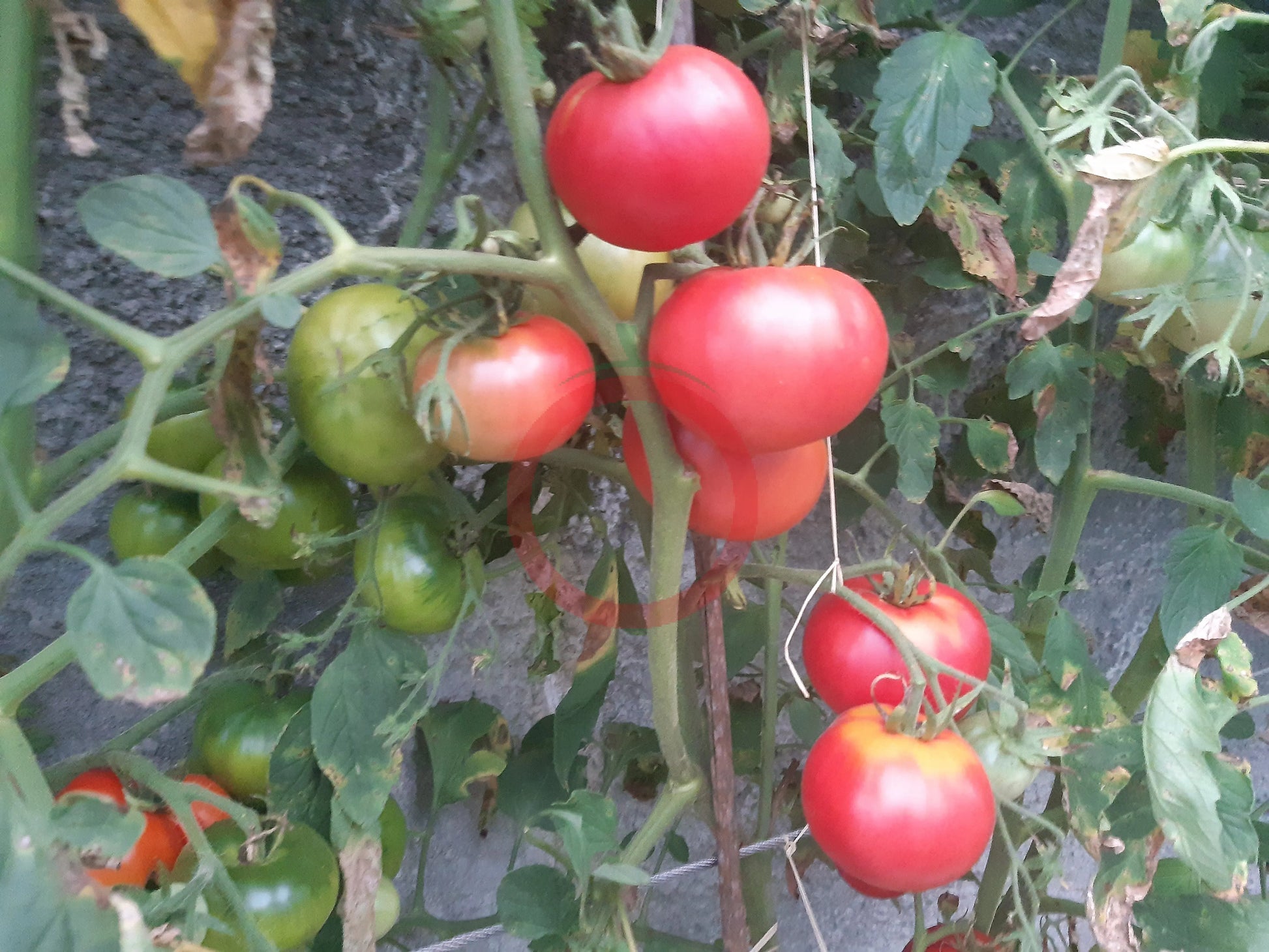 Pink Hippo DER TOMATENFLÜSTERER