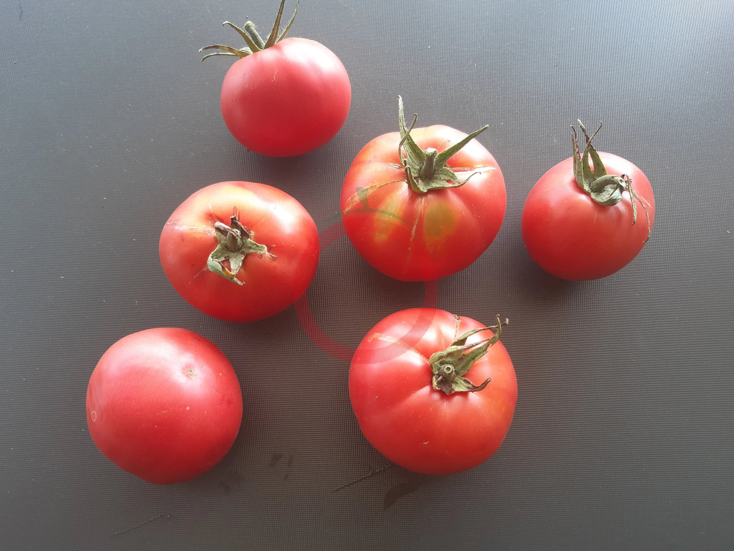 Pink Hippo DER TOMATENFLÜSTERER