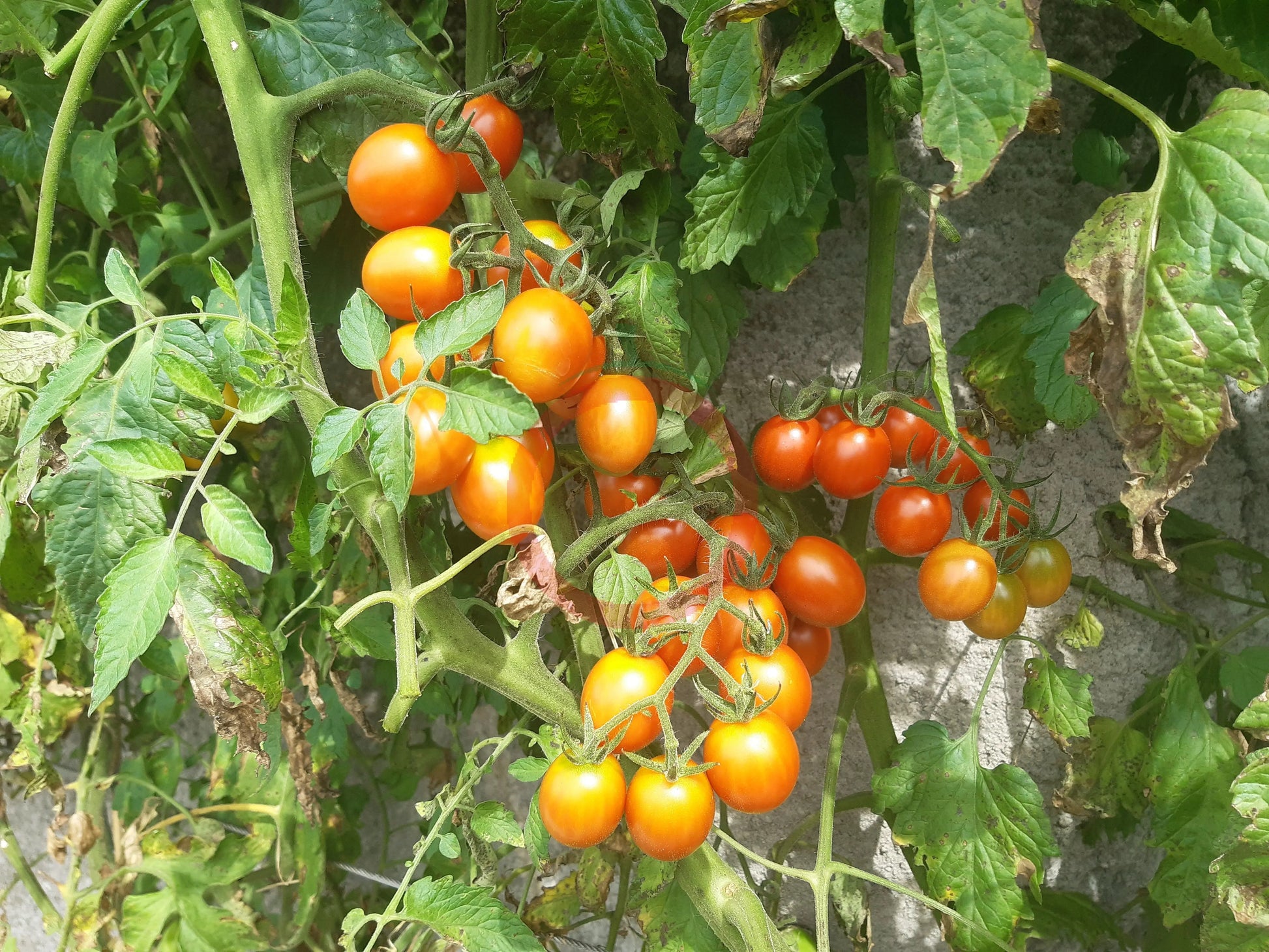 Pink Princess DER TOMATENFLÜSTERER