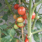 Pink Princess DER TOMATENFLÜSTERER