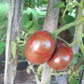 Pink Sapphire DER TOMATENFLÜSTERER