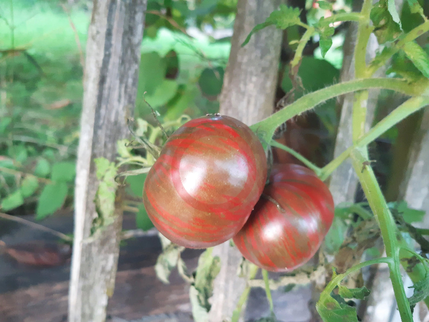 Pink Sapphire DER TOMATENFLÜSTERER