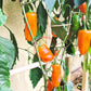 Pippin´s Golden Honey DER TOMATENFLÜSTERER