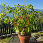Piriz DER TOMATENFLÜSTERER