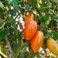 Pirkstine Orange DER TOMATENFLÜSTERER