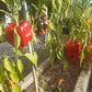 Poblano DER TOMATENFLÜSTERER