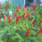 Poinsettia DER TOMATENFLÜSTERER